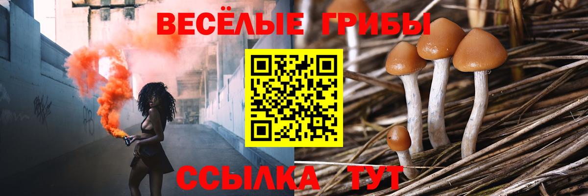 Галлюциногенные грибы Psilocybe Полевской